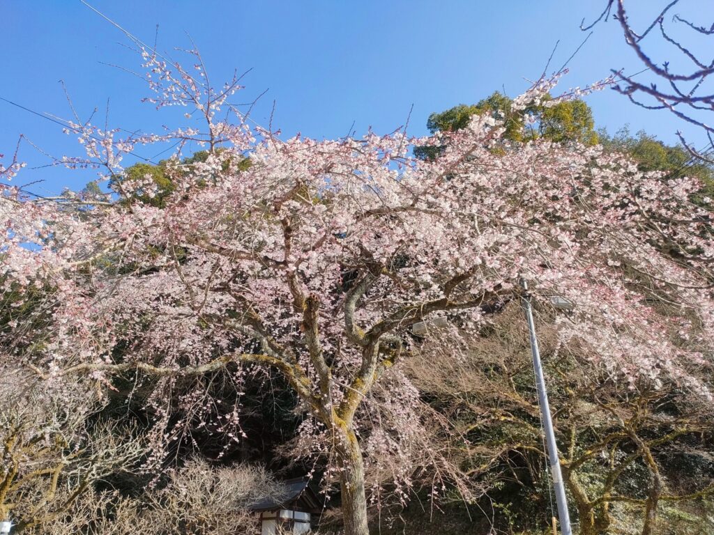 梅