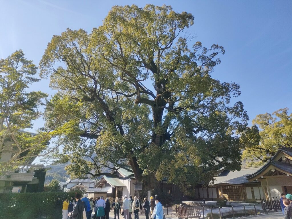 大樟